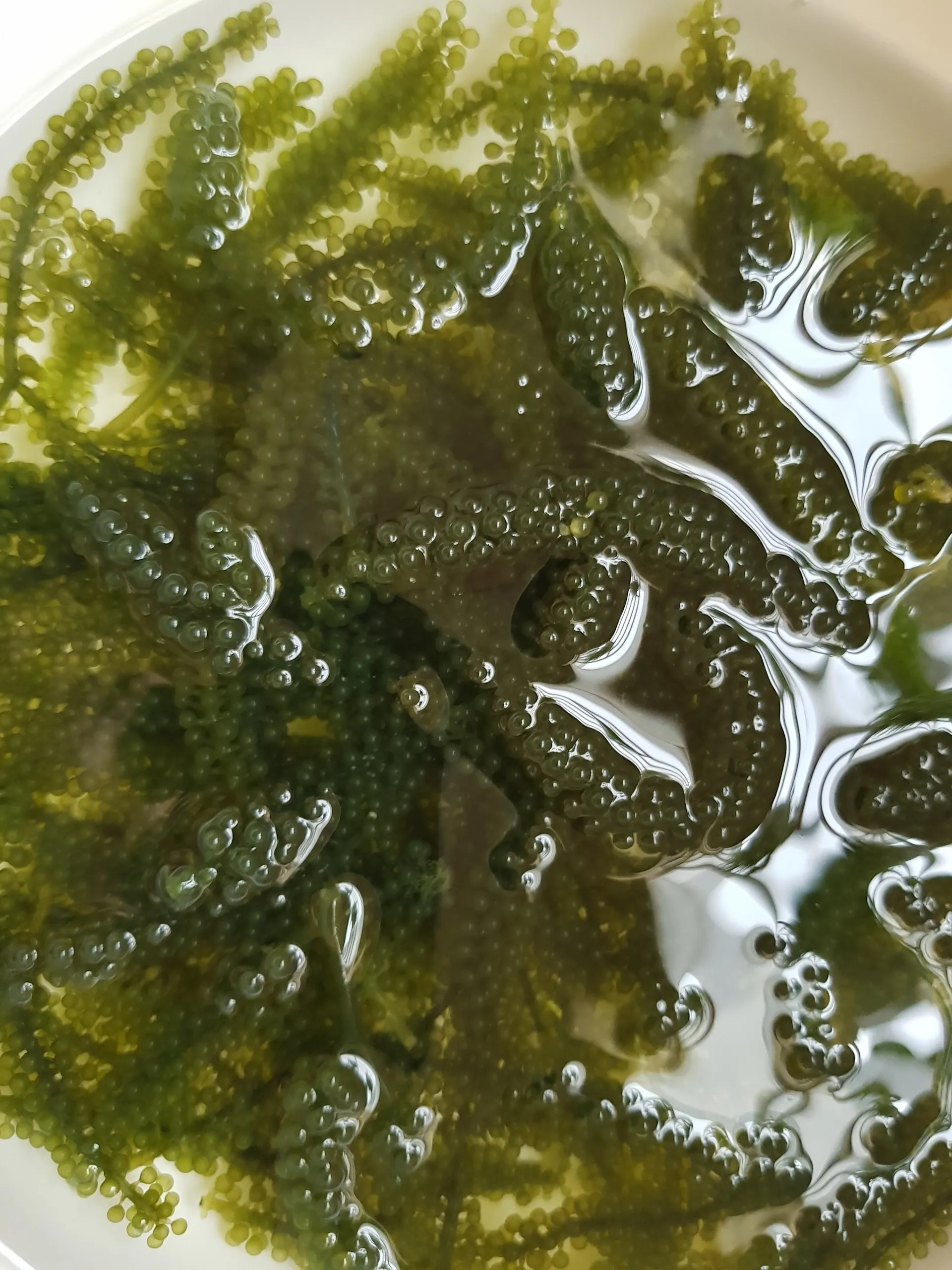 
DEHYDRATED SEAGRAPES VIETNAM 2020 