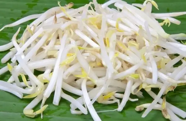 VIETNAM VEGETARIAN MUNG Bean SPROUT CANNED PICKLED GREEN in 3000GR 3KG 3100ML A10 Tin CRUNCHY TASTE Steamed Vinegar 0.3 Kg Sour