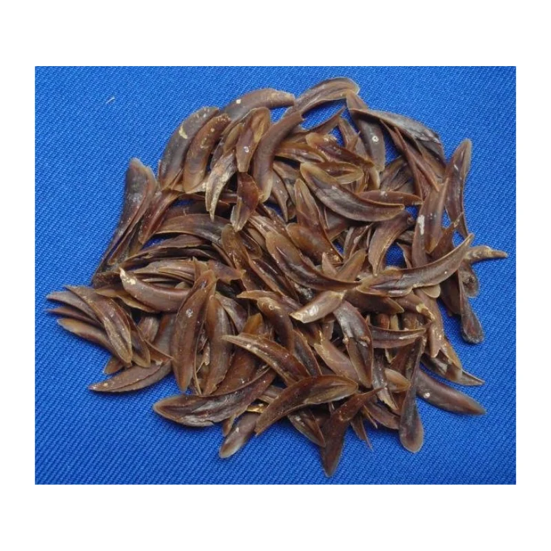 Высококачественная раковина из мурекс-оперкулума с большим количеством и лучшей ценой из Вьетнама