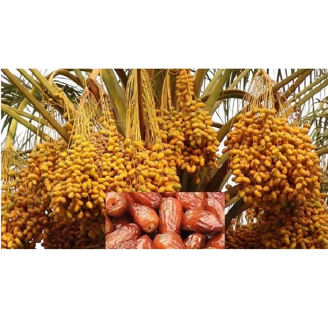 Phoenix sylvestris Indian date palm Tissue Culture exporters importers