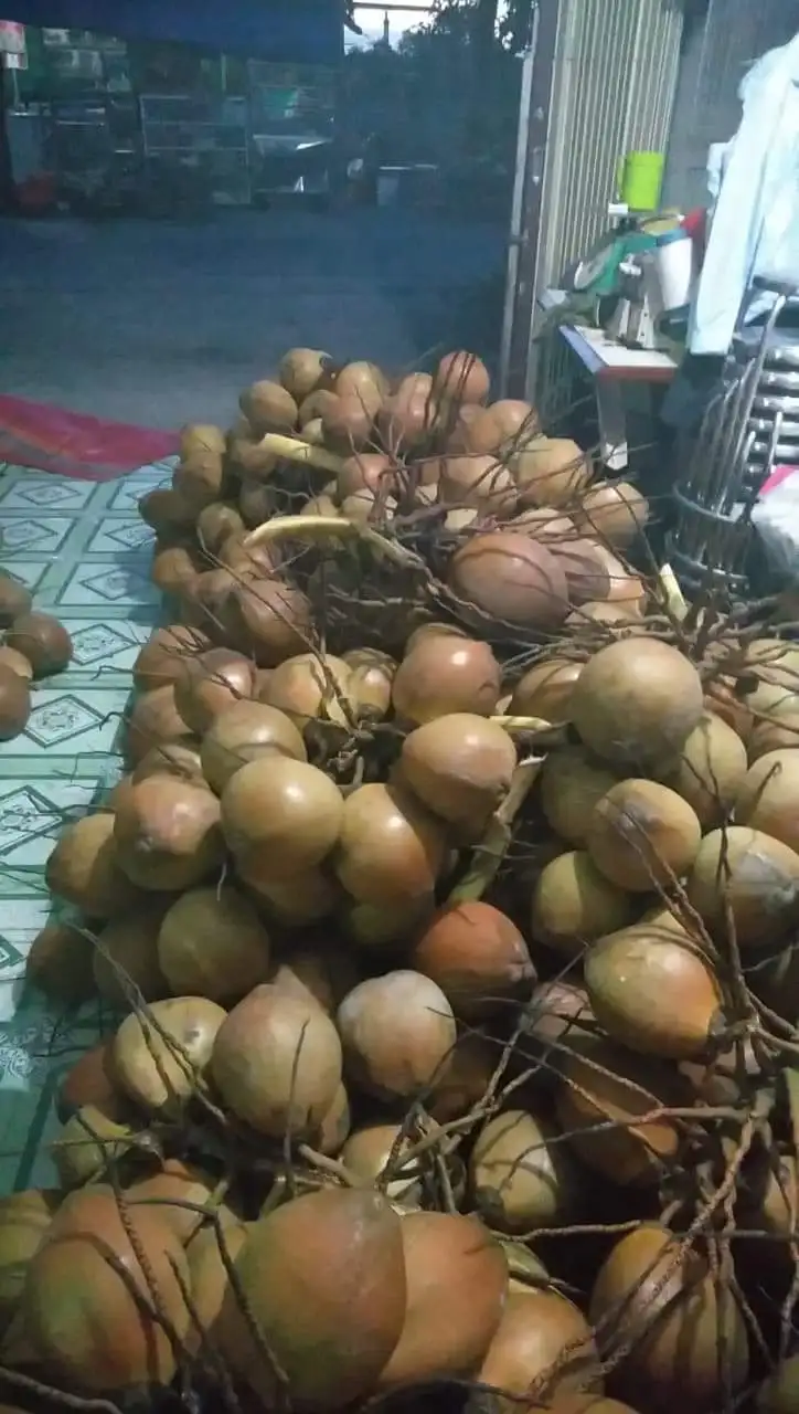 Top Quality Young Fresh Coconut Export Japan Korea Market From Viet Nam