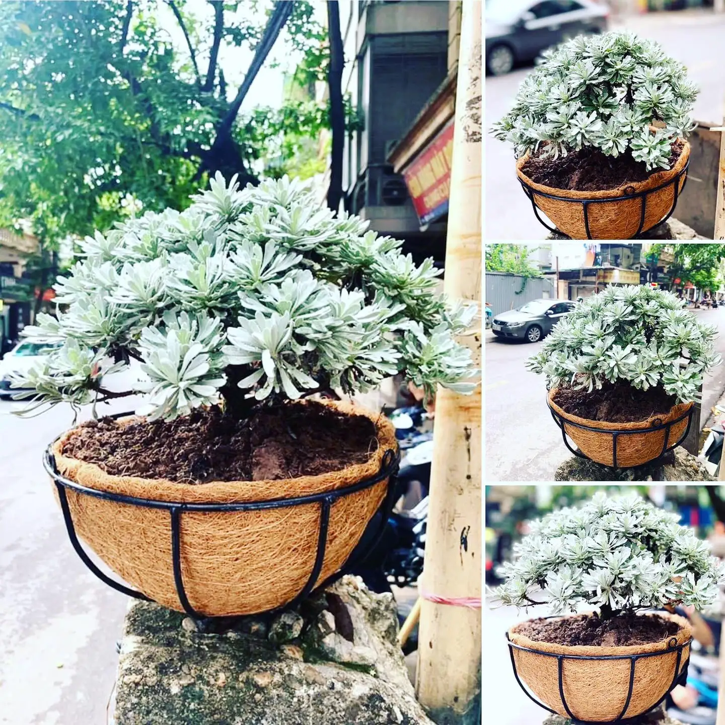  Органический натуральный коврик для выращивания кокосового волокна/кокосовый коврик/Трейси