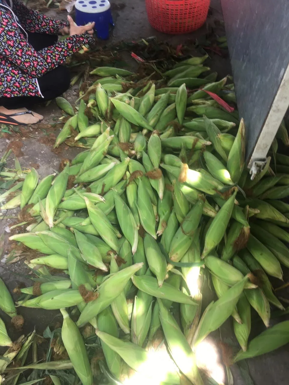 
Fresh Corn From Vietnam 