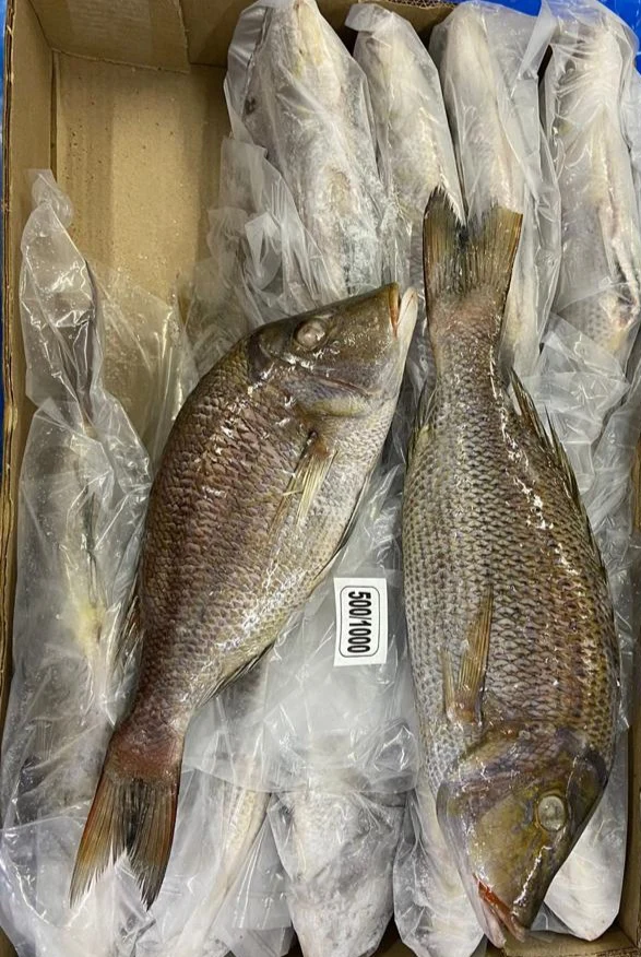 Оптовая цена замороженная императорская голова на нарезной шкале от морепродуктов в массовом количестве индийские экспортеры