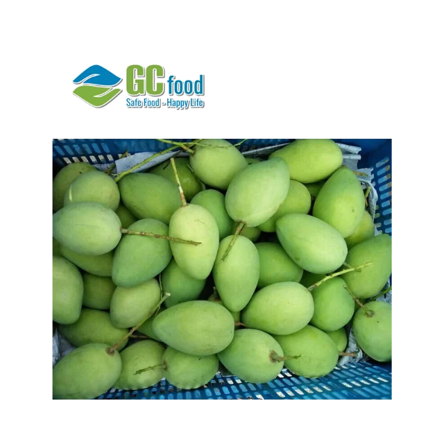 (GC Food) Свежий Кот манго Chu-Высококачественные свежие фрукты гладкая желтая кожа-100% натуральный сладкий из Вьетнама