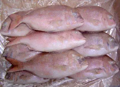 Seafood Supplier Frozen Red Sea Bream Fillet For Sale In Cheap Price In Wholesale