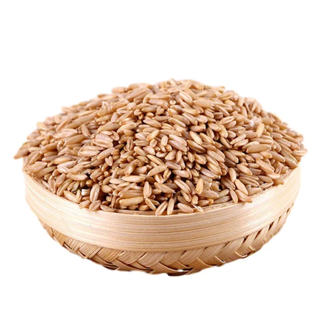 
Premium quality oats grain in bulk, wholesale prices 