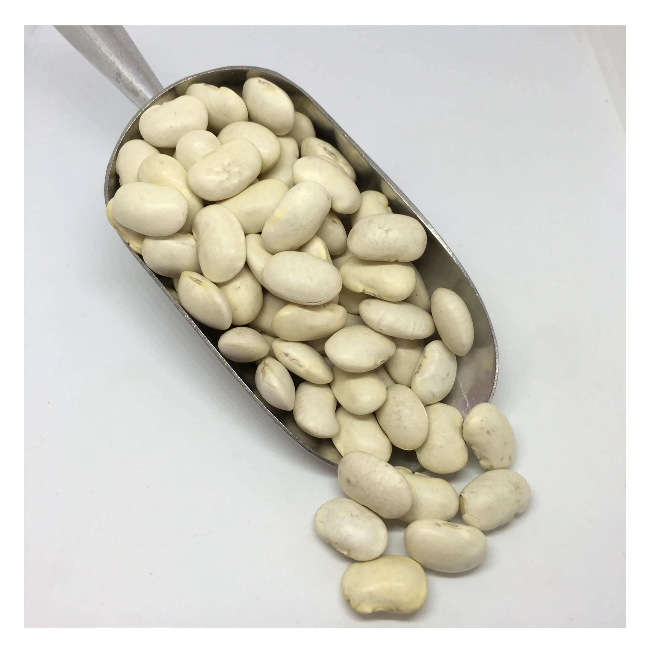 
Bulk Quantity Of White Butter Beans Available Here At Best Prices 