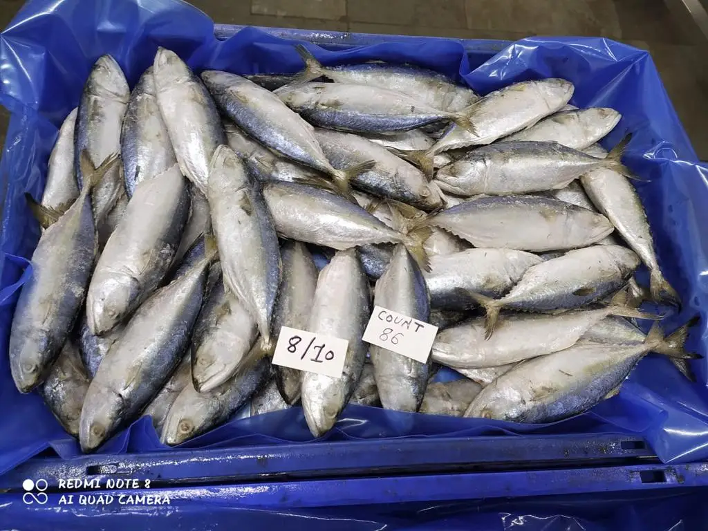 Замороженная индийская скумбрия