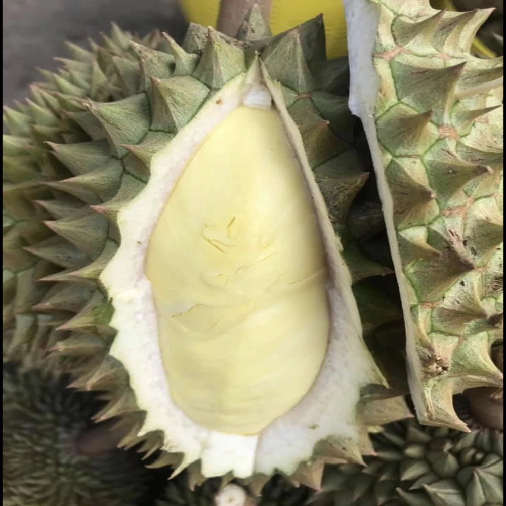 Durians Fresh Fruit with High Quality from Thailand