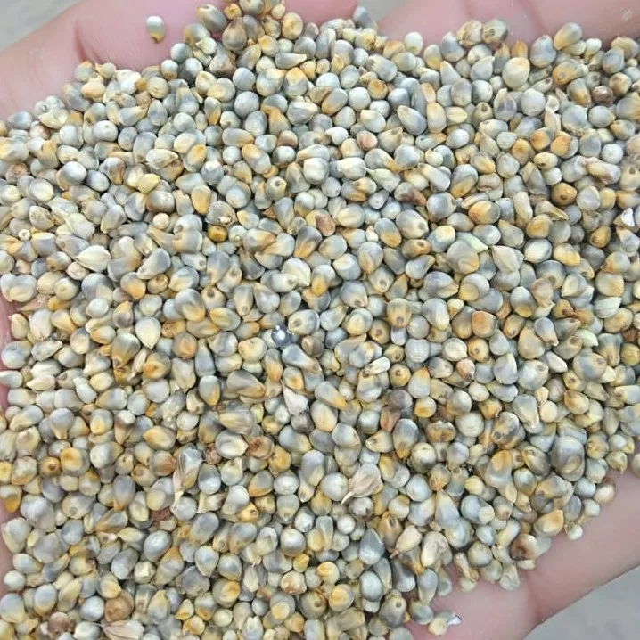 hot selling Machine cleaned best quality millet (green)