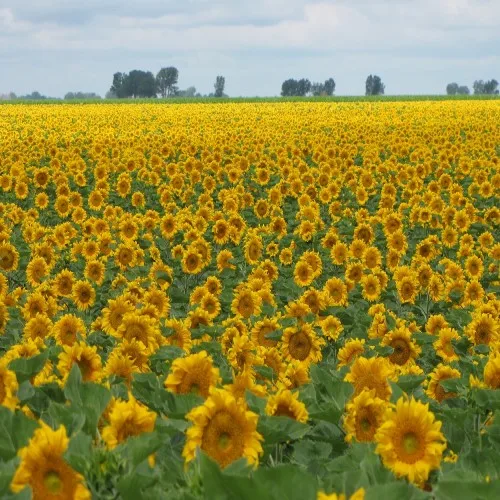 Black Sunflower Seeds  Hot Selling Black Sunflower Seeds Nuts Naturaw Raw Packaging Food New Crop Bulgarian Origin