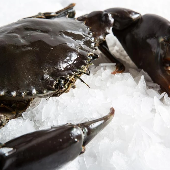 
Alive Mud Crab - Live Mud Crab - Scylla Serrata - Alive Scylla 