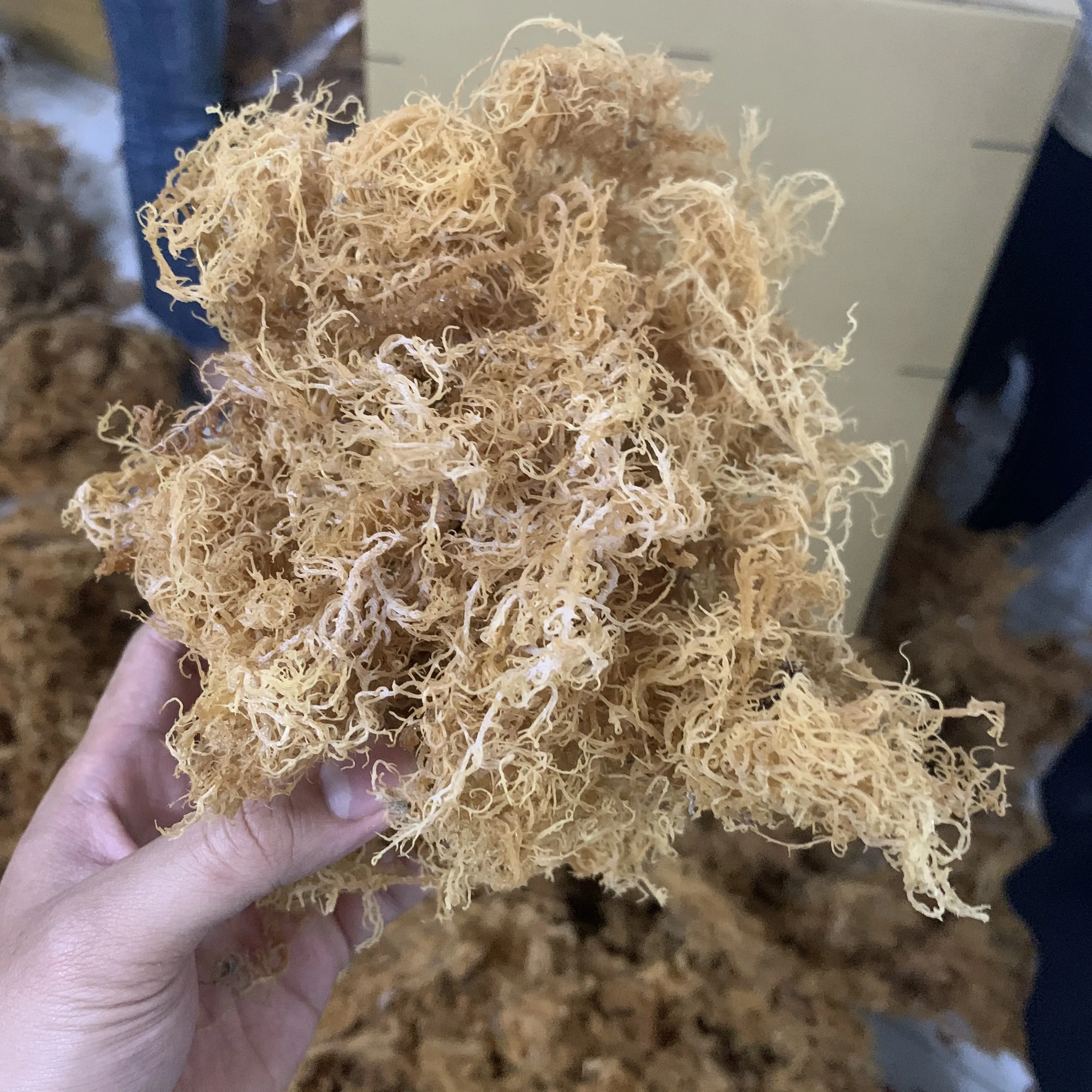 Конкурентоспособная цена-100% WILDCRAFTEDSEA MOSS-супер морские водоросли для здоровья из вьетнама/мисс Триш + 84984696874