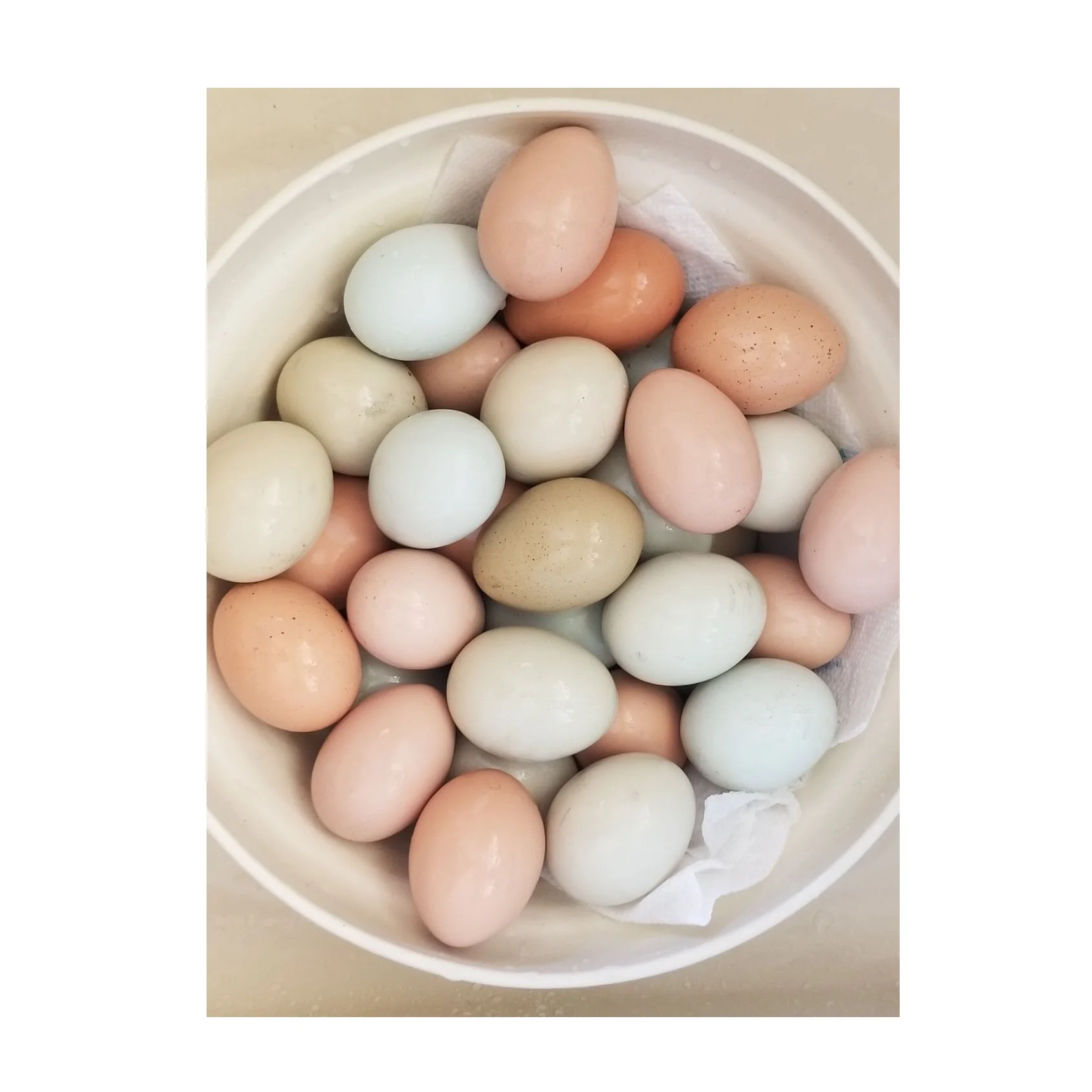 Bulk Stock Of Fresh Chicken Eggs Available Here At Best Wholesale Pricing