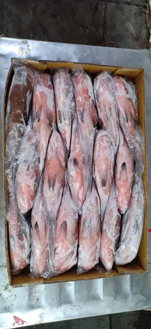 GROUPER FISH/REEFCOD FISH WHOLE FROZEN