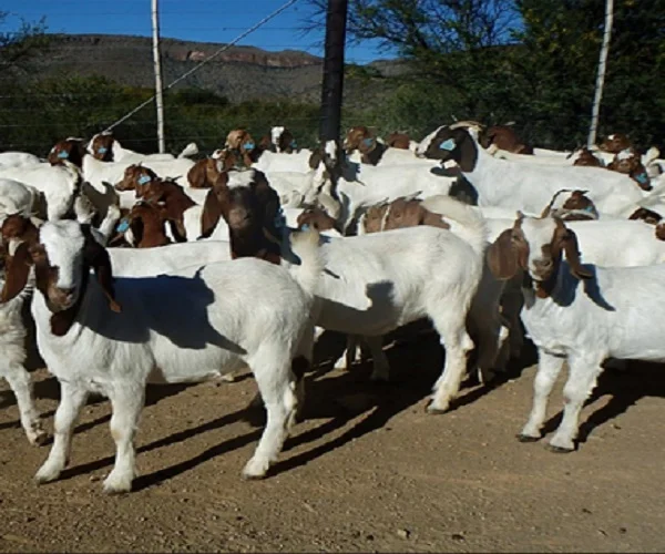 Live Boer Goat for Sale