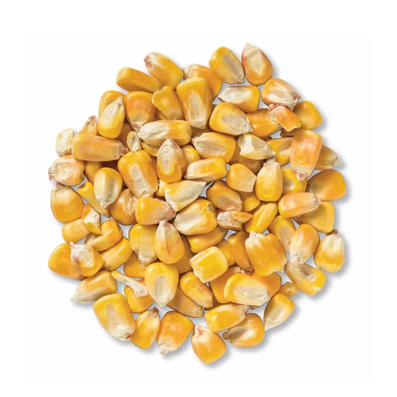 Yellow Corn/Maize Best Price 2021 Wholesale Fit for Human Consumption and Animal Feed, yellow maize