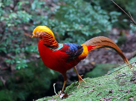 gold pheasant birds 00 6.jpg