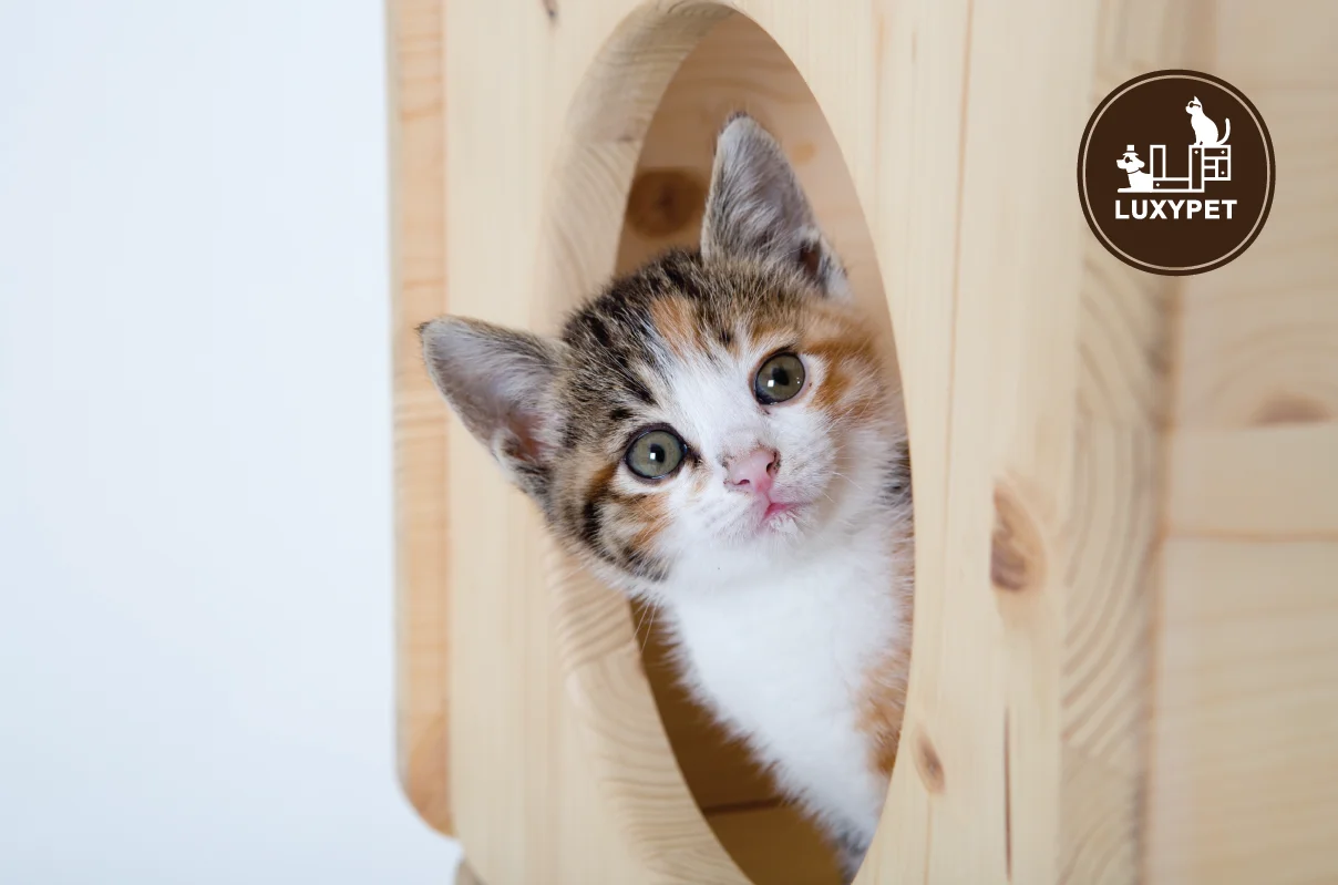 Korean cat tree - Hanasan