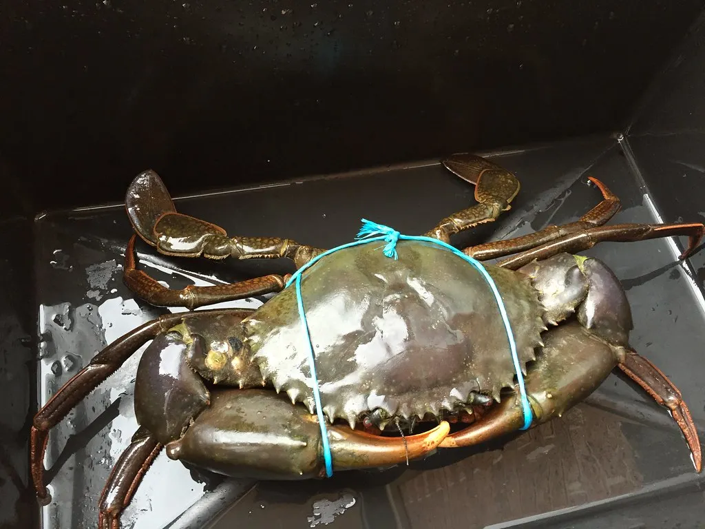 
mud crabs from Sri Lanka 