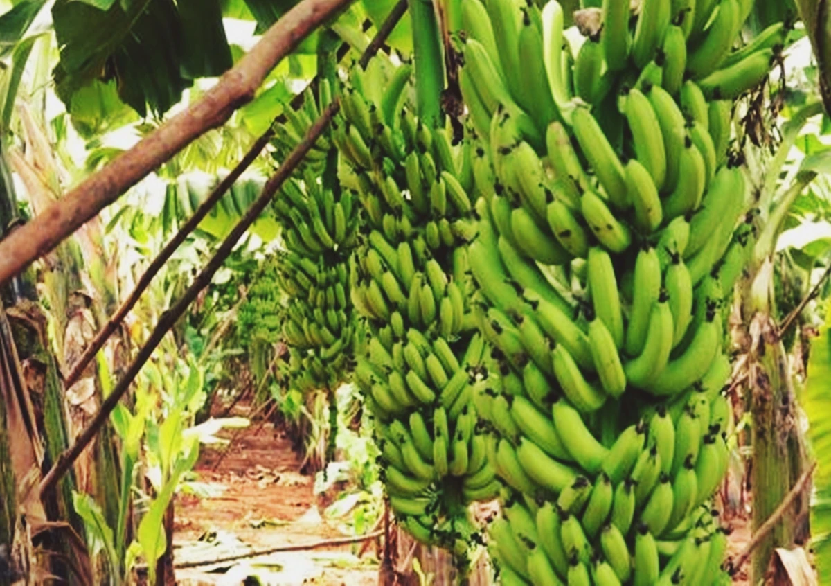FRESH CAVENDISH BANANA CHEAP PRICE