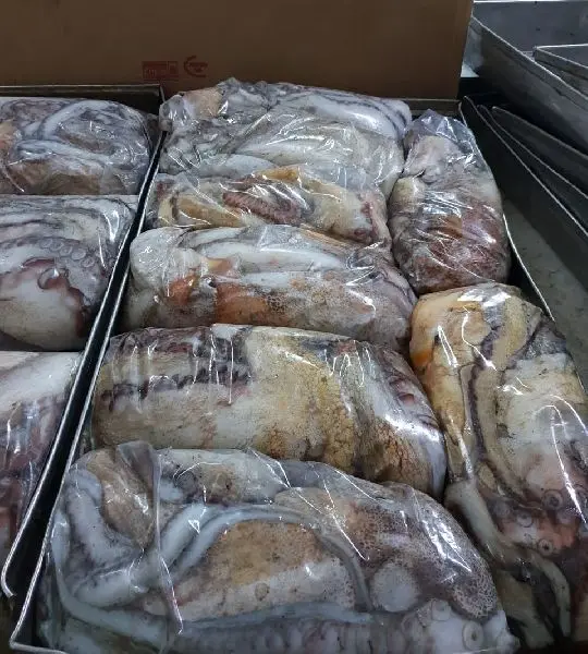 Wholesale fresh frozen cooked octopus vulgaris for sale in bulk