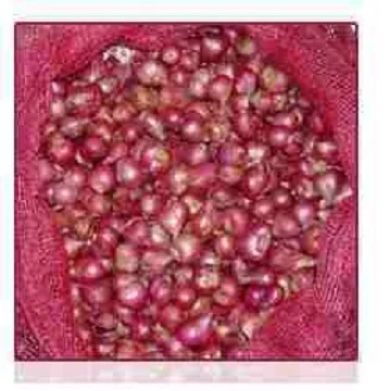 Indian Exports for onion from Arputham exports Podisu onion