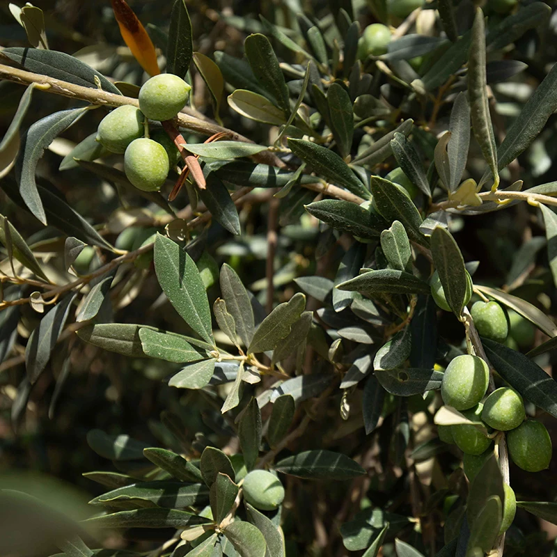 Top Quality 100% Italian Organic Extra Virgin Olive Oil 0.25L flavored with premium quality natural orange for sale