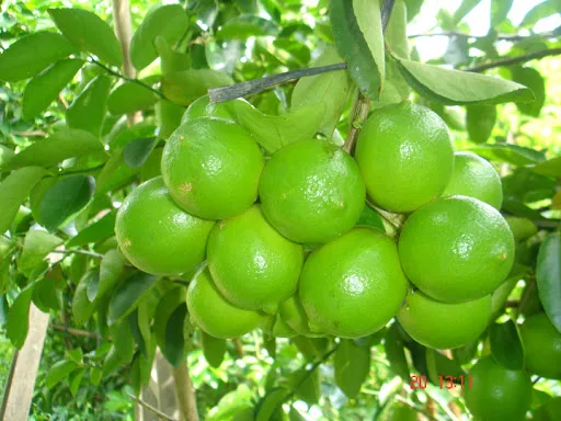 BEST PRICE FRESH LEMON/SEEDLESS LEMONS FROM VIETNAM/ Vivian Ha N+84 33 88 20 462