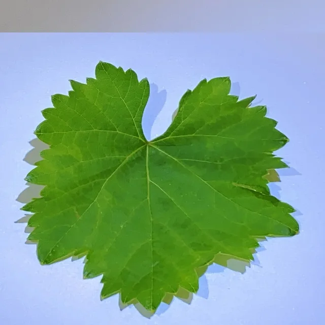 %100 NATURAL Good Quality Style Storage Normal Raw Water Origin Type Life Cool Packaging Salted in Brine Vine Leaves