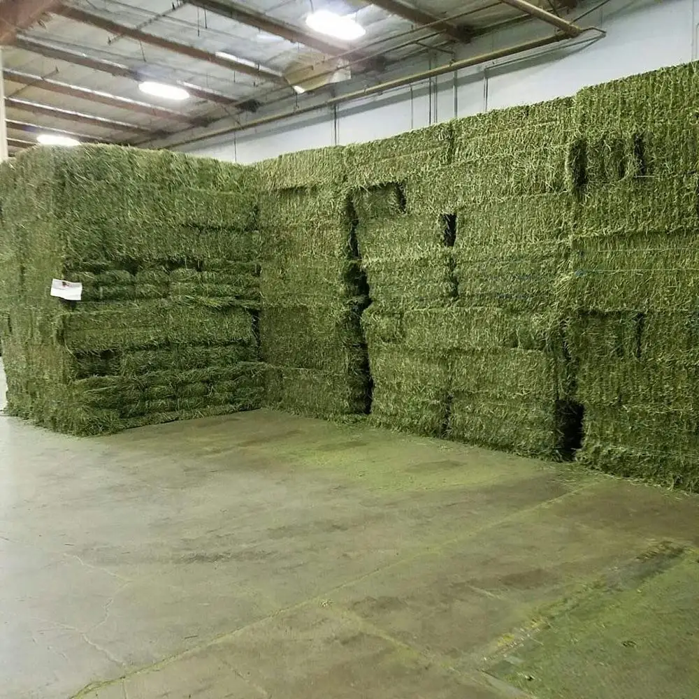 CHEAP ALFAFA HAY READY FOR SUPPLY/ Alfalfa hay with high protein for animal feeding/Top Quality Alfafa Hay for Animal Feeding St