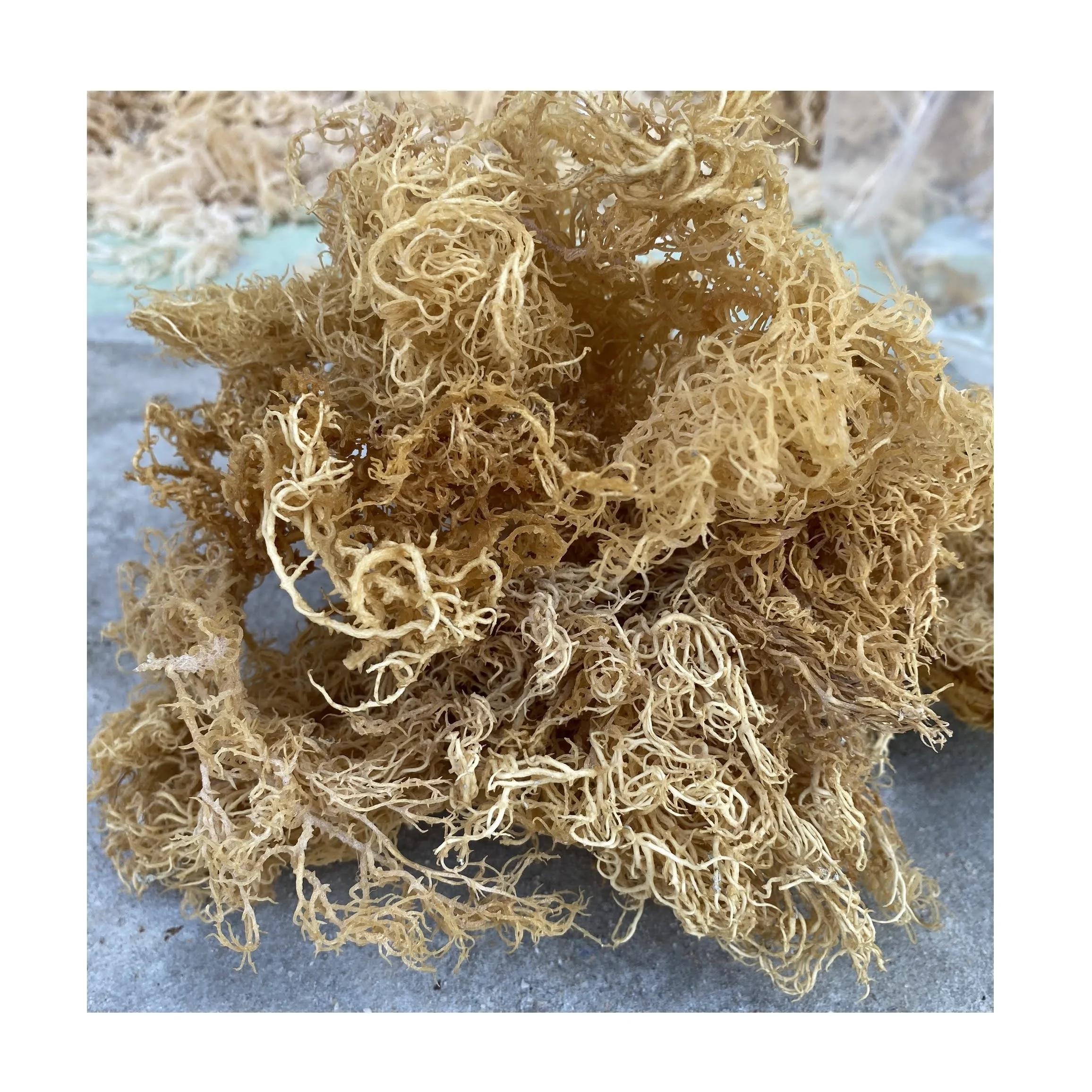 Новый сезон сушеные водоросли COTTONII сушеный морской мох высокого качества свяжитесь с нами WA