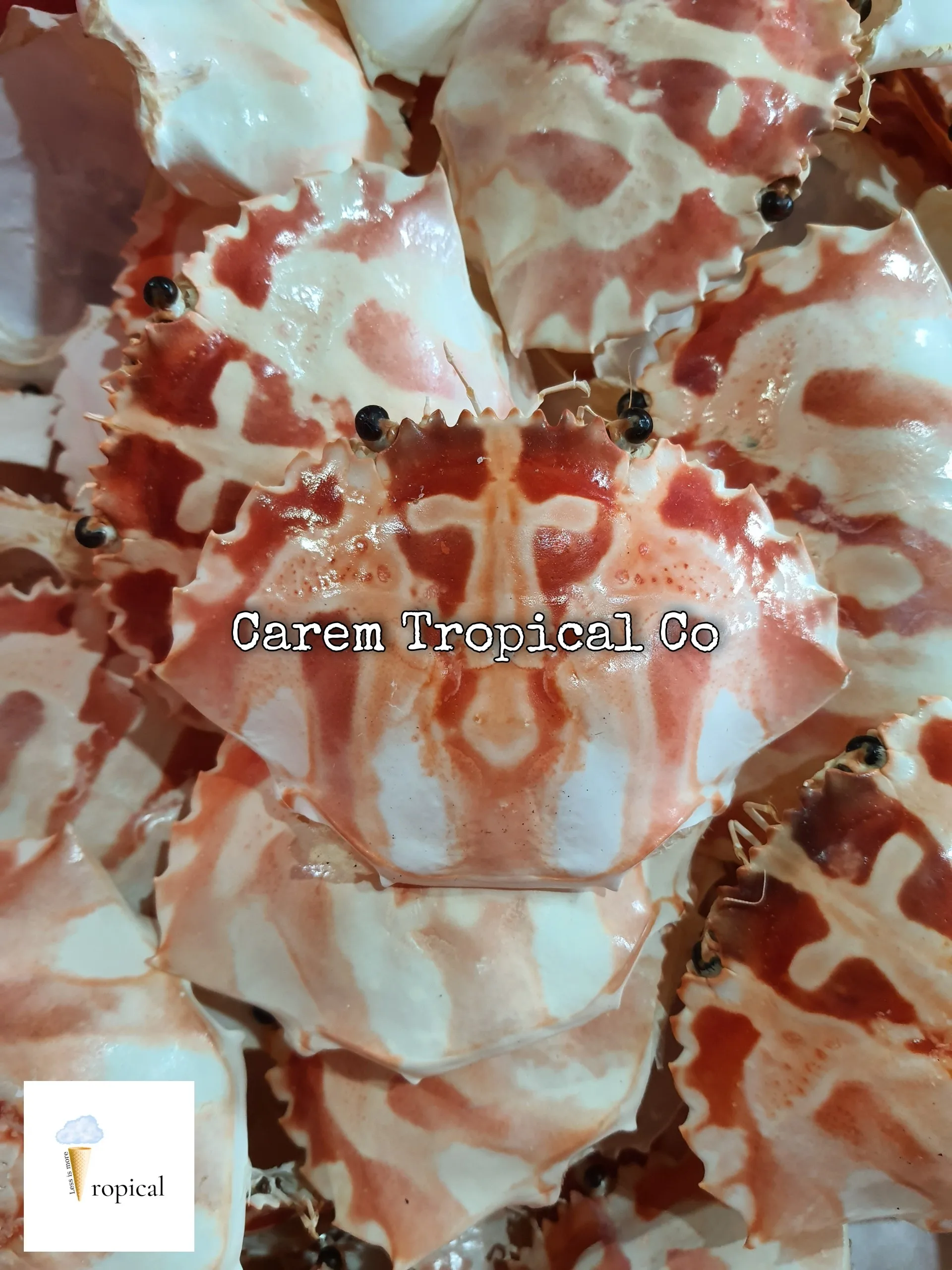 DRIED CRAB SHELL FOR FOOD STUFFED - RESTAURANT - CARTERER CRAB SHELL