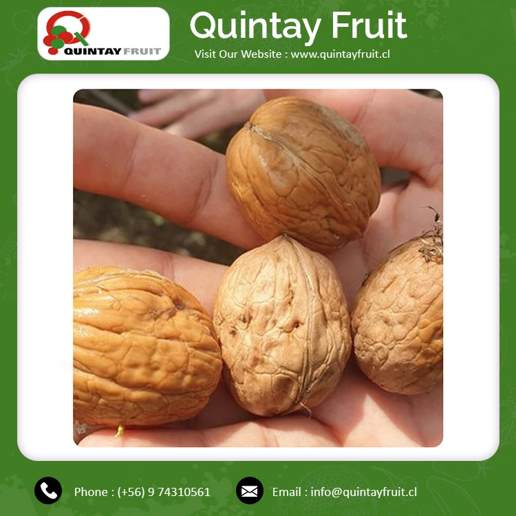 
Walnut Kernels Factory Price Bulk Packing Raw Bulk Supply Walnuts Chandler Inshel Walnuts 
