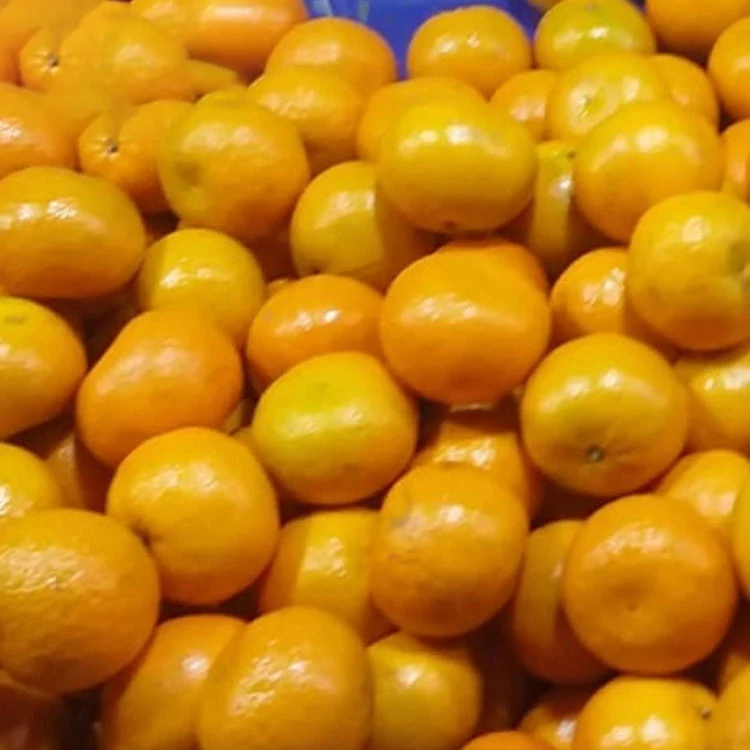 Fresh Pakistani Orange