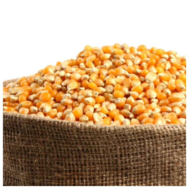 Cheap Price Butterfly Popcorn With Export Price