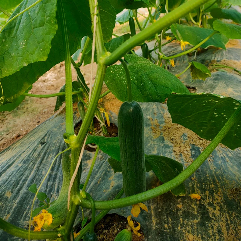 
Fresh and Young Cucumber with high quality made in Vietnam 