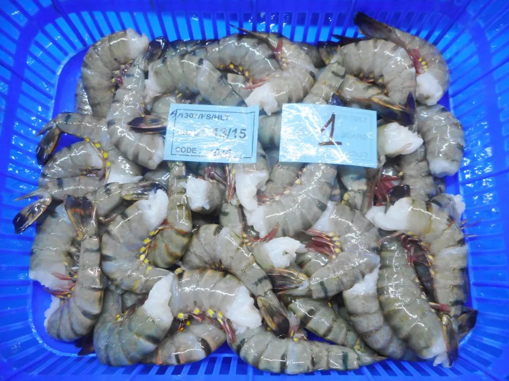 FROZEN HLSO BLACK TIGER SHRIMPS BEST PRODUCT EXPORT INDIA