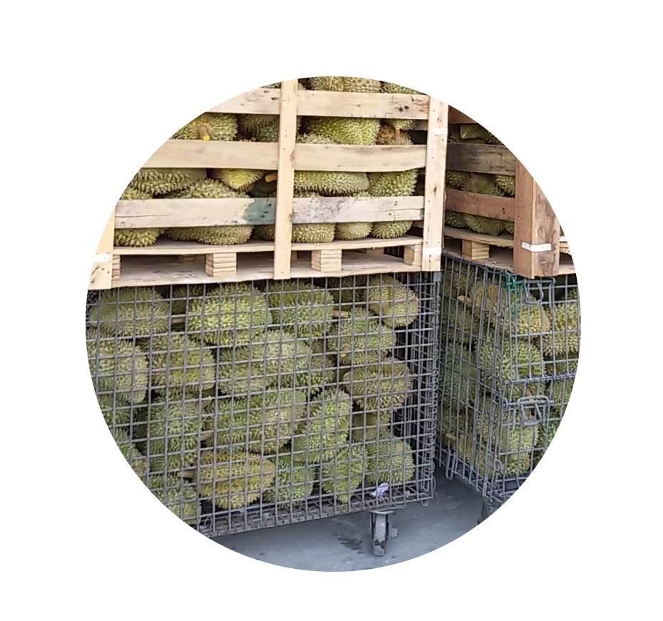 Freeze dried Durian , Durian monthong