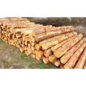 Beech, Oak, Pine, White Wood and a Variety of Lumbers for Sale
