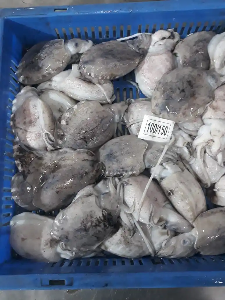 Высокое качество Замороженные тушки Каракатица блок из Индии