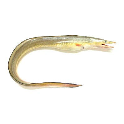 Cheap Price Frozen Yellow Pike Conger Eel Seafood Indonesia