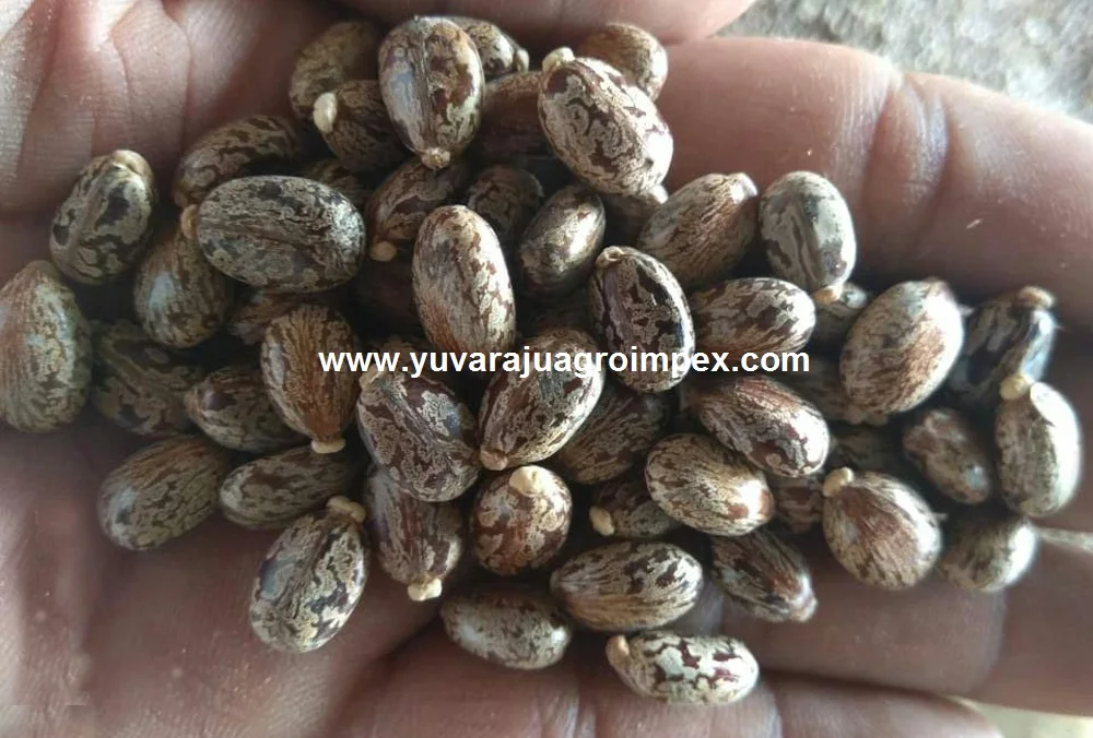 Семена касторов