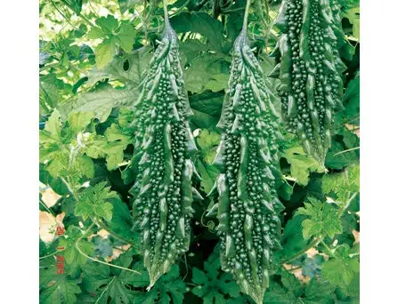 
Bitter Gourd DESI OP Seeds 