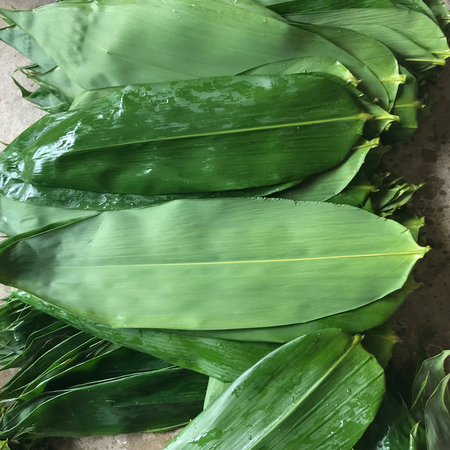 fresh and dry big size bamboo leaves for export CALL +84984418844