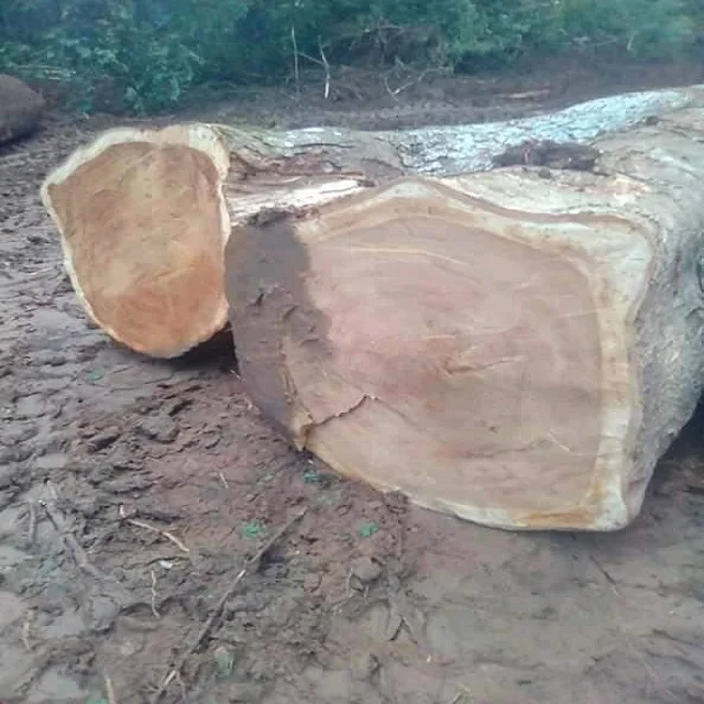 Panga Panga Wood (Millettia Stuhlmannii) Square And Round Logs