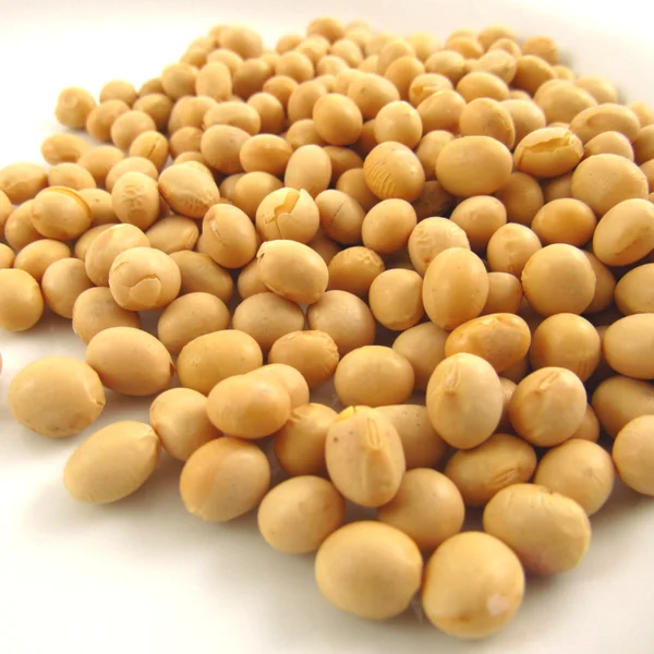 Non GMO Soybeans and Soybeans / Soya Beans Seed
