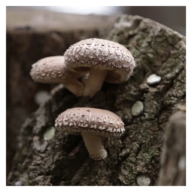 
Korean authentic crop Harvest Farm Mushroom white flower dongko 