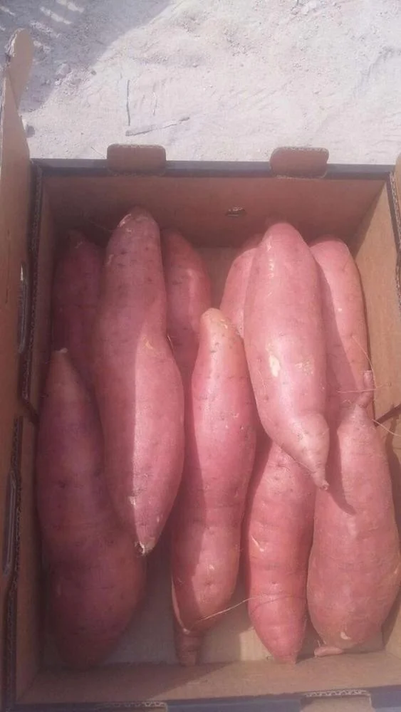 
High Quality EGYPTIAN Fresh Purple Sweet Potato 